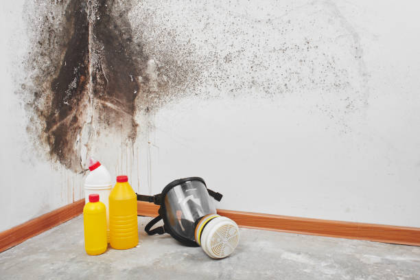 Best Attic Mold Removal  in USA